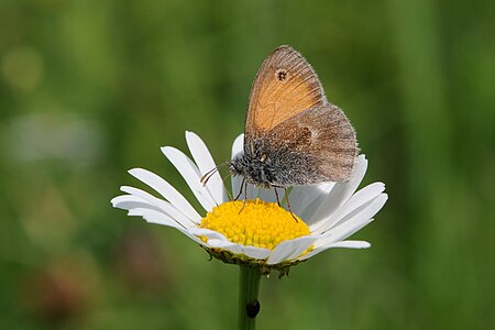 Hyponephele lycaon (Dusky Meadow Brown)