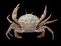 Liocarcinus arcuatus