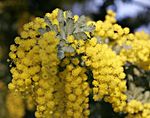 Arten guldakacia (Acacia baileyana).