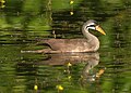 Masked finfoot, a beautiful bird found in mangrove forests.