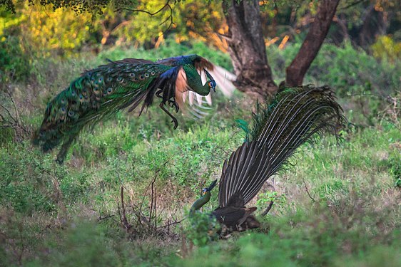 Peacock fight Photograph: Candra Firmansyah