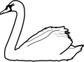 Cygne nageant