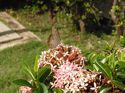 A butterfly on a flower