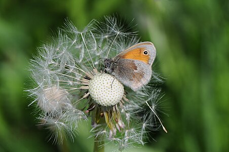 Hyponephele lycaon (Dusky Meadow Brown)