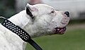 Dogo Argentino