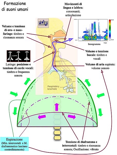 File:FormazVoce.jpg