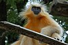 Gee's Golden Langur