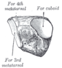 Anterolateral vy