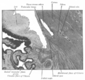 Enlarged general view of the iridial angle. (Labeled with older label of 'sinus venosus scleræ' at center top.)