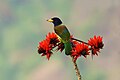 * Nomination The Great Barbet at Mahananda Wildlife Sanctuary, West Bengal, India. By User:Shiv's fotografia --Satdeep Gill 03:19, 10 December 2024 (UTC) * Decline  Oppose Unfortunately lacking sharpness and detail due high ISO. --Plozessor 04:54, 10 December 2024 (UTC)