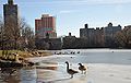 Harlem Meer in Winter