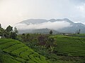 Gunung Talang dan Kebun Teh Alahan Panjang