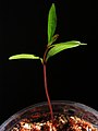  Seedling