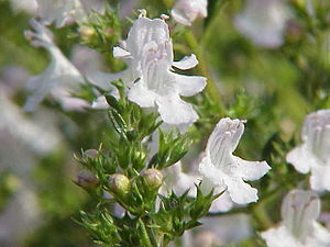 Knoppar och nyutslagna blommor Underläppen tre-flikig