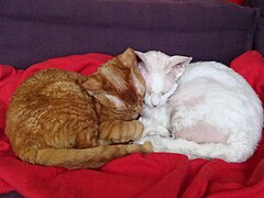 Rode cyper en witte poes en kater