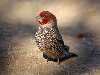 Erkek bir kırmızı başlı ispinoz (Amadina erythrocephala). Afrika'da bulunan Estrildidae familyasından yaygın bir ispinoz türüdür. 1,600,000 km² olarak tahmin edilen global bir alanı vardır (Sossusvlei, Namib Çölü, Namibya). (Üreten:Hans Hillewaert)