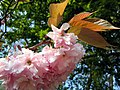 Prunus serrulata variété kanzan