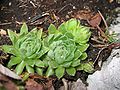 Rosetten von Sempervivum globiferum subsp. hirtum, Miesweg, Traunsee, Oberösterreich, Österreich