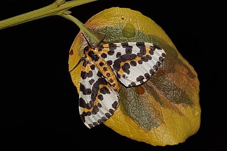 Abraxas grossulariata (Magpie moth)