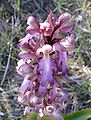 Inflorescence épanouie