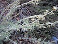 Artemisia californica