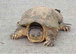 Kaimaninis vėžlys (Chelydra serpentina)