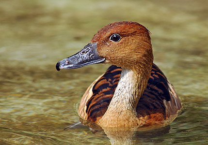 Yüzen bir kahverengi ıslıkçı ördek (Dendrocygna bicolor).(Üreten:Branko Kannenberg)