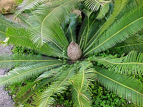 Dioon edule