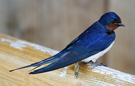 Kır kırlangıcı (Hirundo rustica) (Üreten: Malene)