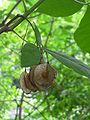 Ptelea trifoliata