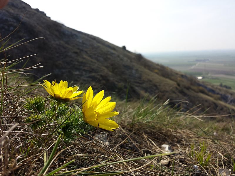 File:Adonis vernalis sl15.jpg