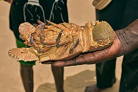 Cigale de mer au Sénégal