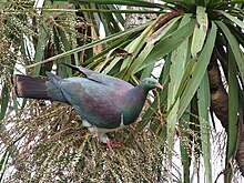 A New Zealand Pigeon stands on the fruiting spike of a cabbage tree