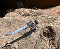 Süüdlich Övergoldpeerd (Heken Orthetrum brunneum)