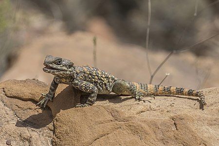 Stellagama stellio brachydactyla (Roughtail rock agama)