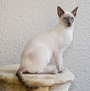 ’n Lilakleurige Siamese kat.