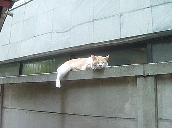 画像:写真の撮り方-露出-アンダー-猫対比用