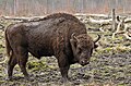 Image 8 European bison Photo: Michael Gäbler The European bison or wisent (Bison bonasus) is the heaviest of the surviving land animals in Europe, with males growing to around 1,000 kg (2,200 lb). European bison were hunted to extinction in the wild, but have since been reintroduced from captivity into several countries. This male is moulting, his winter coat coming off in clumps. More selected pictures