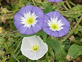 Svlačec trojbarevný (Convolvulus tricolor)