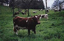 Vaches pie rouge sombre dans une prairie arborée.