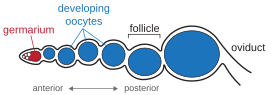 Diagram of ovariole