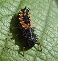 Ordnung:Käfer Familie:Marienkäfer Art:Harmonia axyridis Geschlecht:Fehlt noch