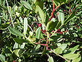 Pistacia lentiscus,llentiscle