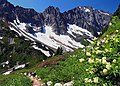 Image 8Alpine flora near Cascade Pass (from Montane ecosystems)