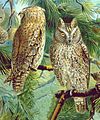 Italiano: Assiolo Otus scops