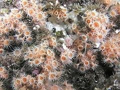 Anemones, Catalina Island