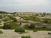 Associatie van hondsroos en jeneverbes (Denemarken)