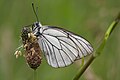 Aporia crataegi (Black-veined White) on Plantago lanceolata (Ribwort Plantain)