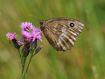 Minois dryas (Dryad)