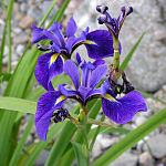 blue flowers